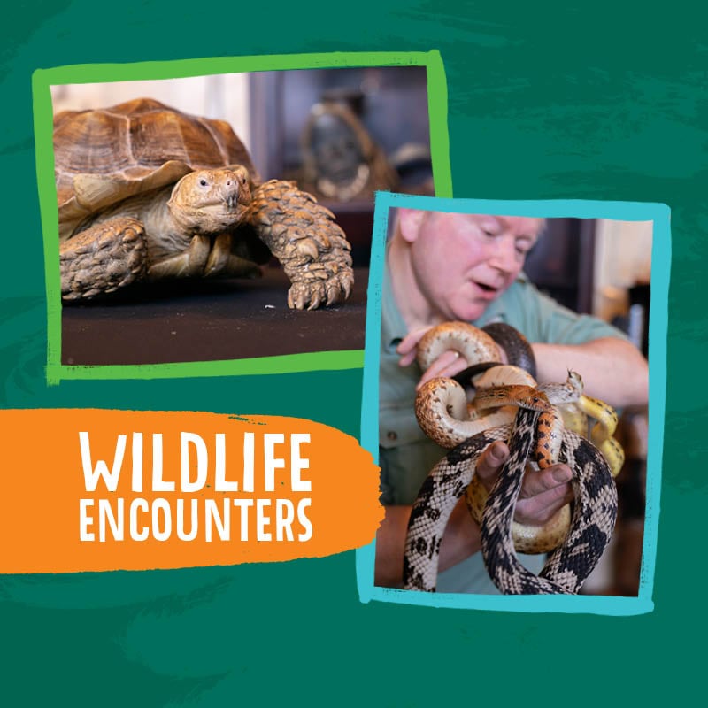 Wildlife Encounters
